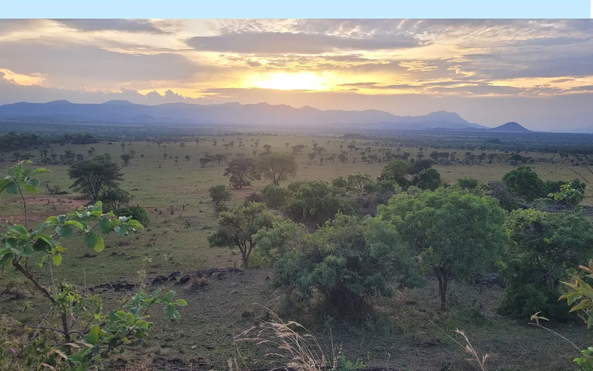 Uganda Wildlife Authority Reintroduces Southern White Rhinos to Kidepo Valley National Park