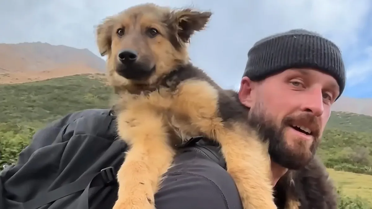 Dağ Zirvesinde Karşılaşılan Yavru Köpekle İlgili Zor Karar: Bir Hiker'ın Hikayesi
