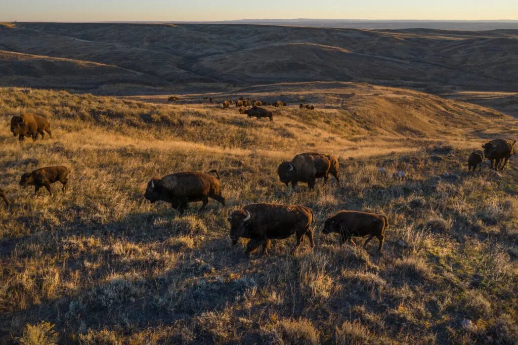 ABD'de Manda Otlatma Yasaklarına Yönelik Tartışmalar: Amerikan Prairie Vakfı'na Darbe