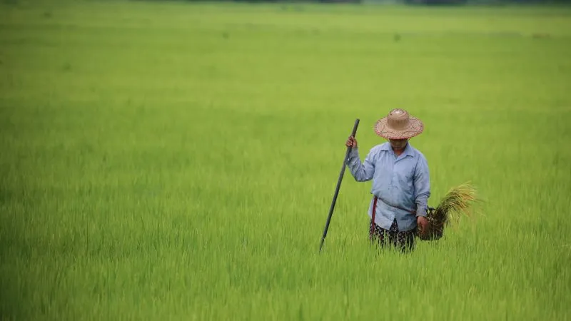 Myanmar Farmers Face Food Security Crisis as Global Trade Routes Disruptions Exacerbate Internal Conflict
