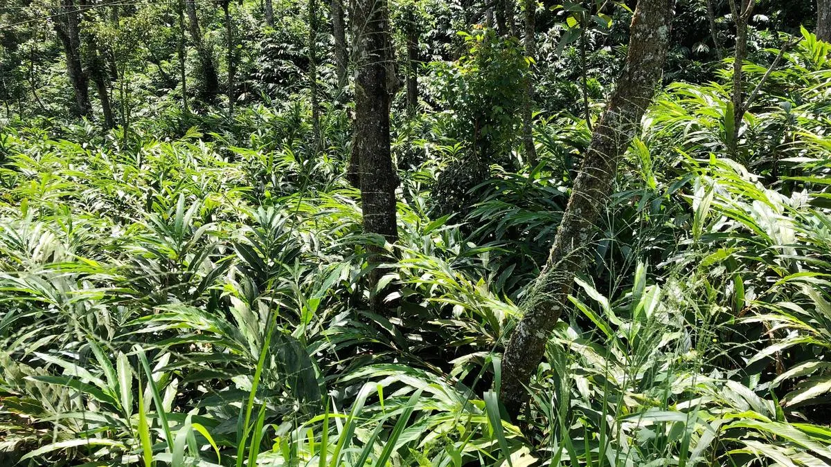 Idukki Farmers Await Action on Land Disputes and Infrastructure Projects Under New Kerala Government