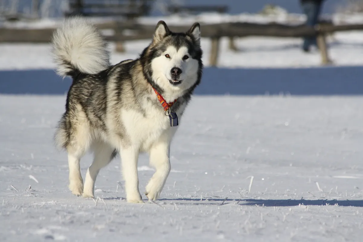 Tecrübe Gerektiren Köpek Irkları: İdeal Sahip Kimdir?