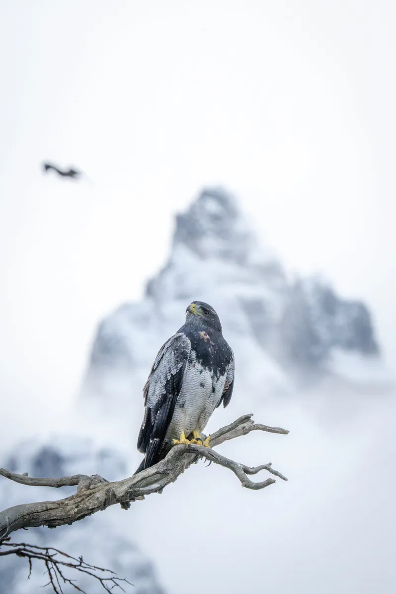 Ushuaia'da Hantavirüs Paniği: Turizm Gelirleri Tehlikede mi?
