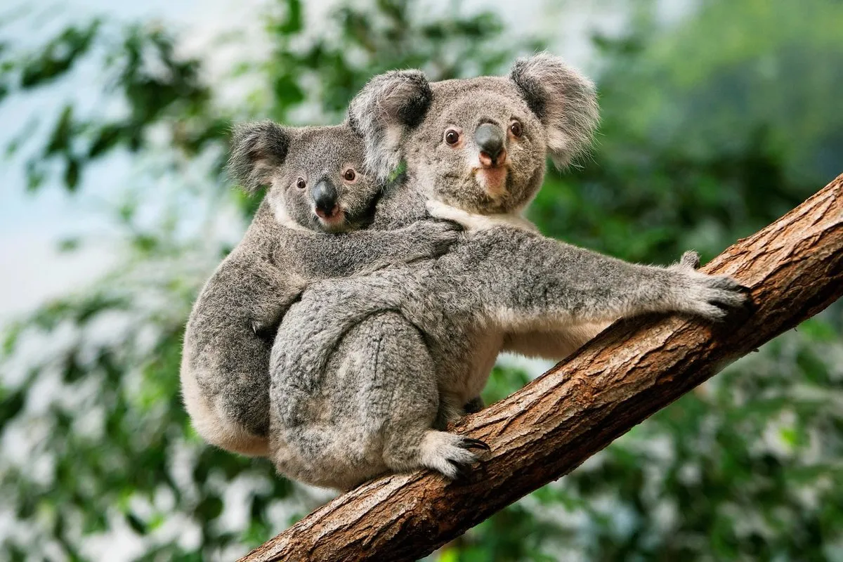 New Study Decodes Koala Milk Composition to Aid Orphaned Joey Survival