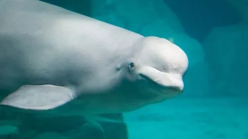 Beluga Balinasında Gözlenen Zeka İşareti, İnsanlara Özgü Olduğu Düşünülen Yetenekleri Sorgulatıyor
