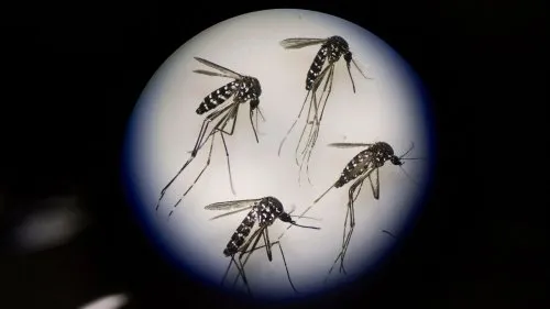Garlic Compound Shows Promise in Disrupting Mosquito Breeding Cycles