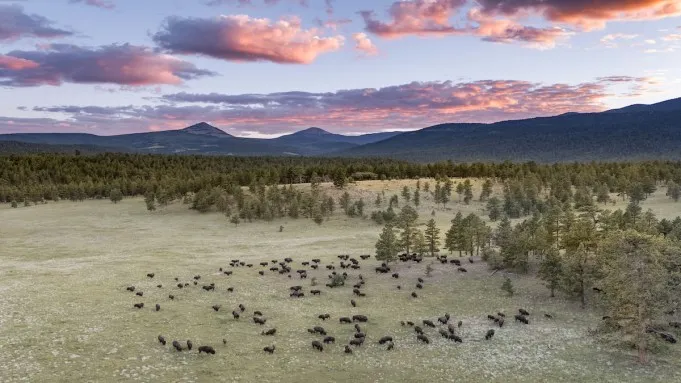 Doğa Restorasyonu ve Ekoturizm: Ted Turner Rezervleri Öncelikte