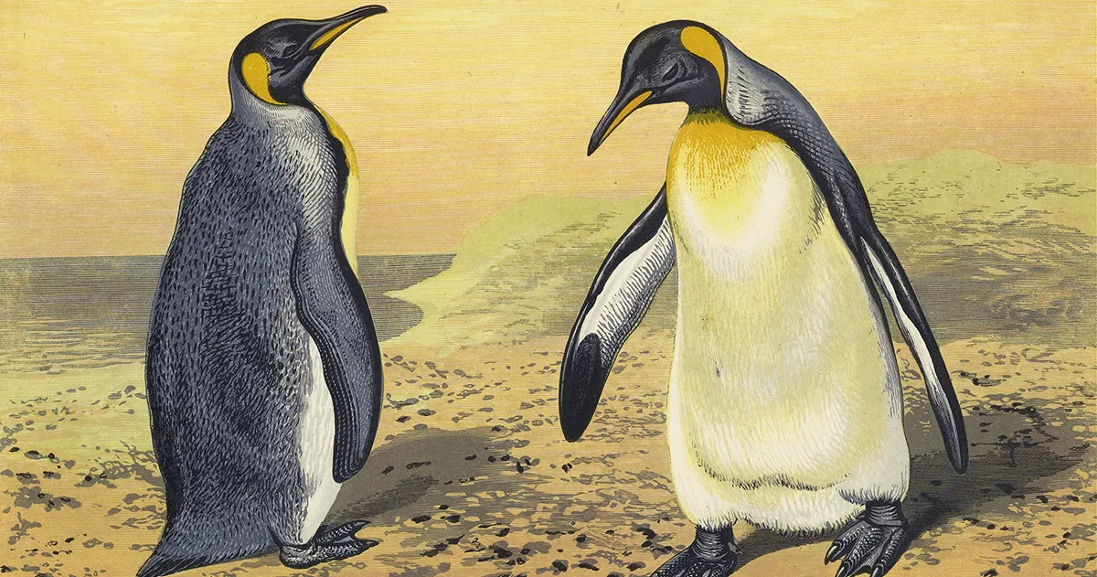 The Evolutionary Marvel of Penguin Parenthood: A Lesson in Faith and Perseverance