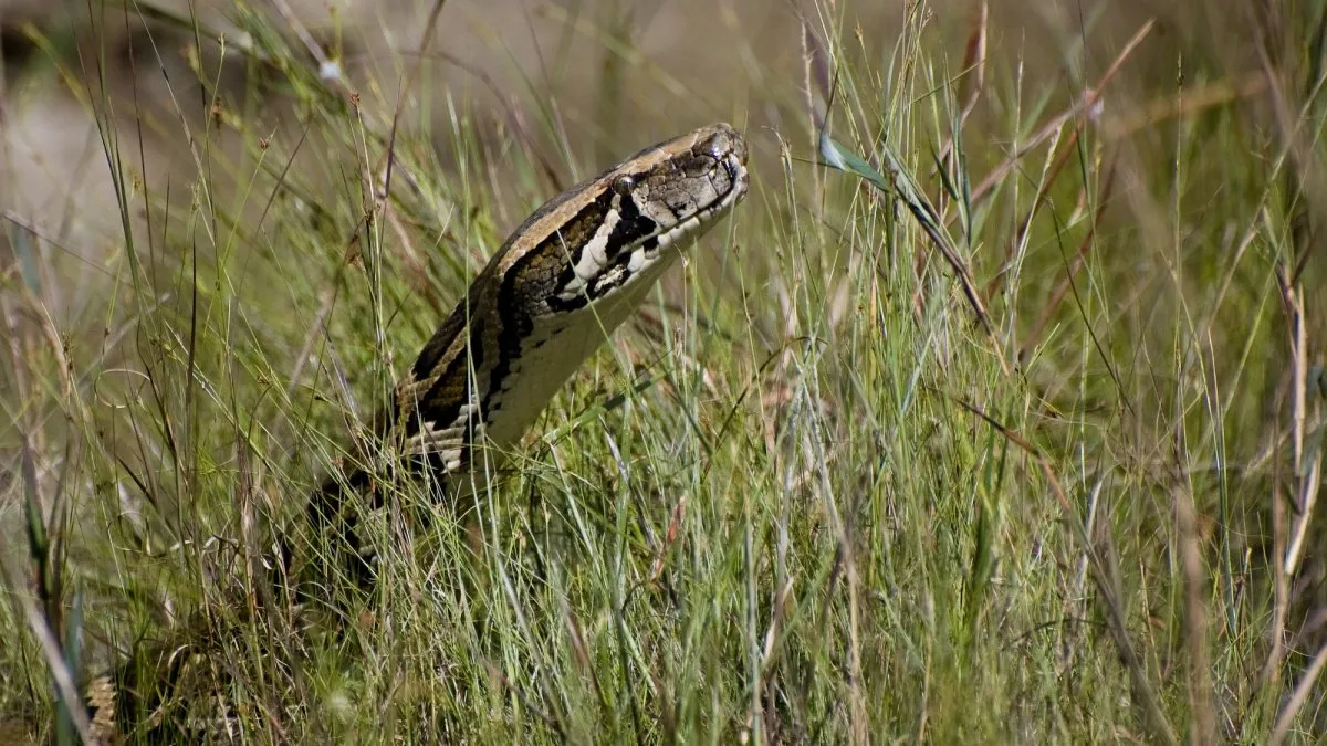 Florida Launches Annual Python Challenge to Combat Invasive Species