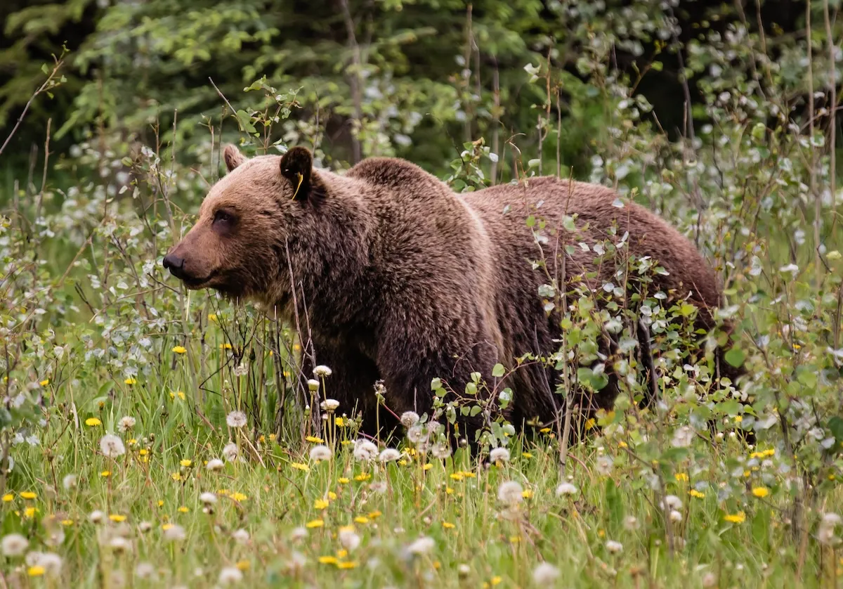 Alberta Beef Producers Grapple with Escalating Wildlife Conflict