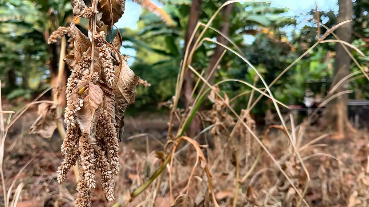 Insect Population Decline Directly Fuels Malnutrition Crisis in Tropical Regions, Study Finds