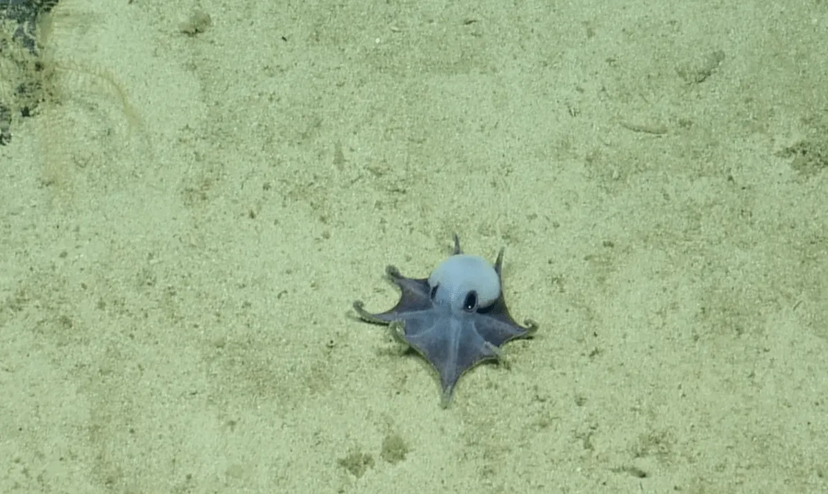 New Miniature Octopus Species Discovered in the Depths Near Galápagos Islands