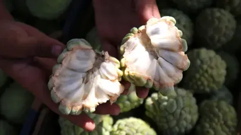 Vanilya Meyvesi Gibi Tadıyla Öne Çıkan Custard Apple'ın Yükselişi ve Tarımsal Yenilikler