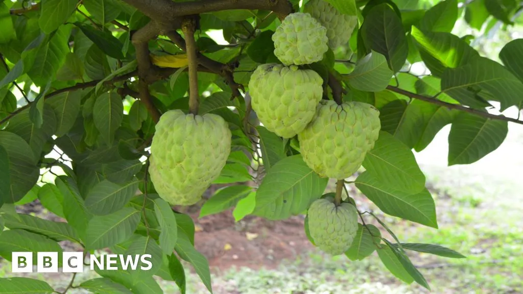 Vanilya Meyvesi Gibi Tadıyla Öne Çıkan Custard Apple'ın Yükselişi ve Tarımsal Yenilikler