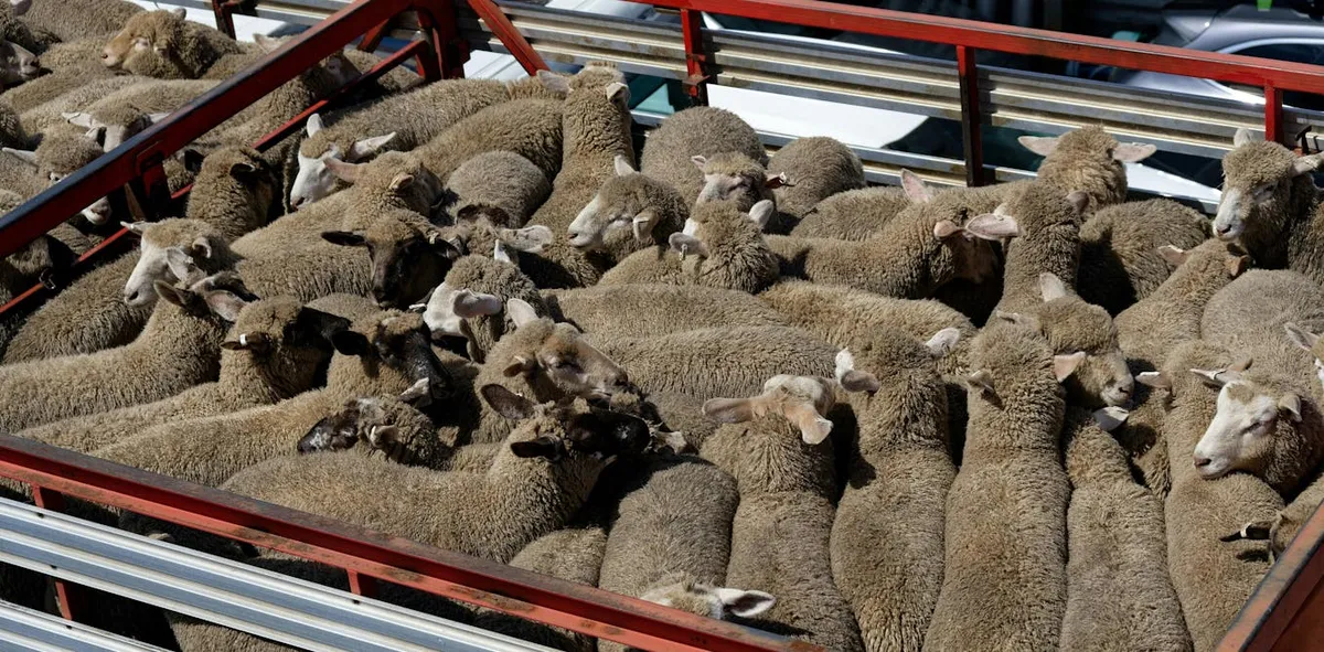 New Study Reveals Alarming Livestock Mortality Rates at Australian Saleyards