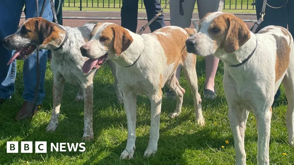 Northern Ireland Assembly Advances Bill to Ban Hunting with Dogs Amidst Fierce Debate