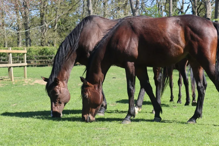 Redwings Korosu'ndan Kurtarılan Atlara Yeni Umut: Zeus ve Artemis'in İyileşme Yolculuğu