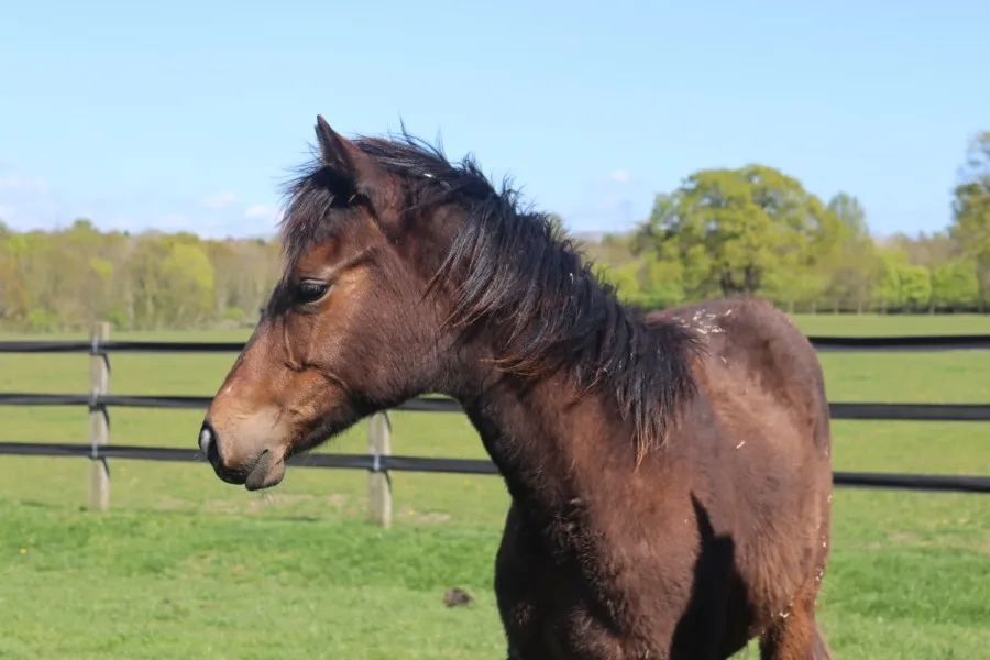 Redwings Korosu'ndan Kurtarılan Atlara Yeni Umut: Zeus ve Artemis'in İyileşme Yolculuğu