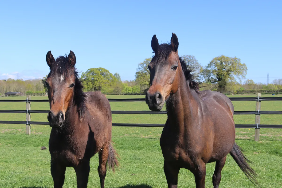 Redwings Korosu'ndan Kurtarılan Atlara Yeni Umut: Zeus ve Artemis'in İyileşme Yolculuğu