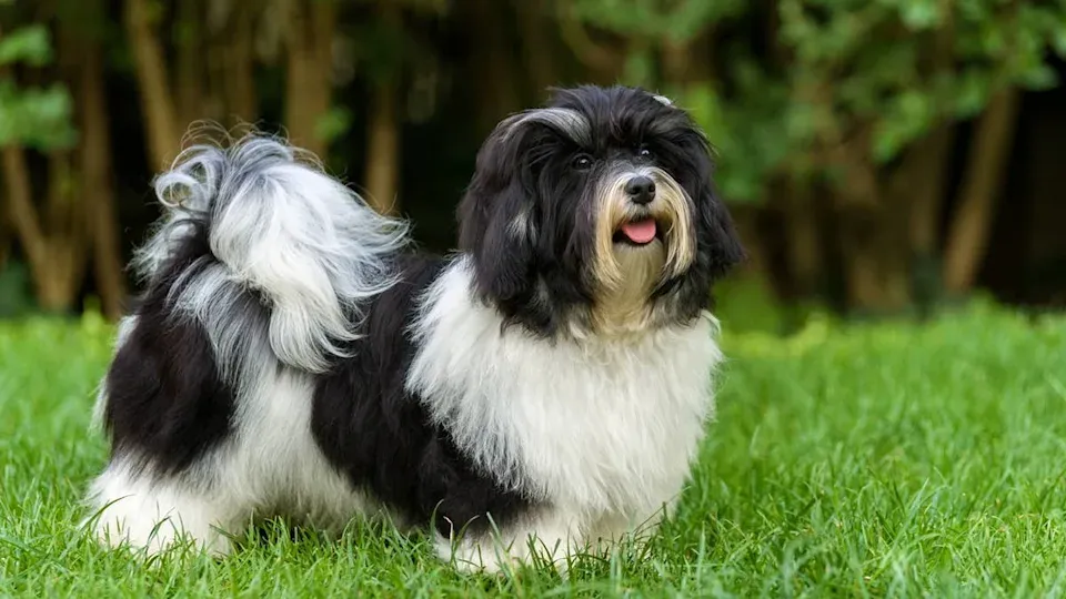 Emeklilikte Yoldaşlık Arayanlar İçin Uzmanların Önerdiği 6 Köpek Irkı