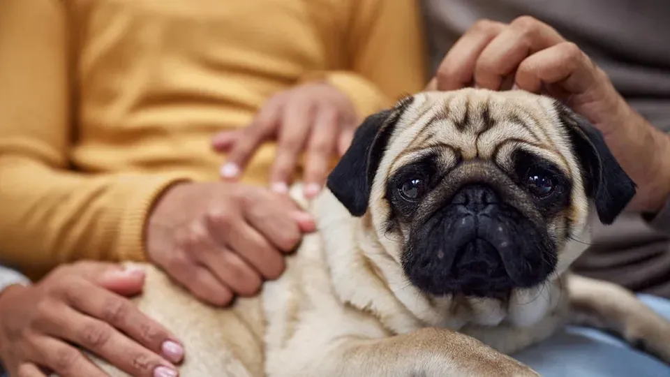 Emeklilikte Yoldaşlık Arayanlar İçin Uzmanların Önerdiği 6 Köpek Irkı