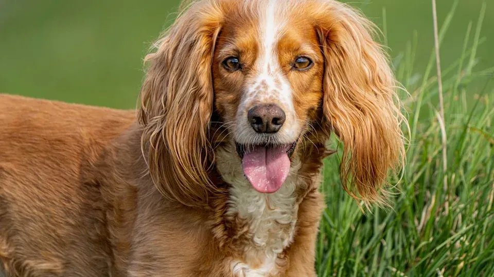 Emeklilikte Yoldaşlık Arayanlar İçin Uzmanların Önerdiği 6 Köpek Irkı