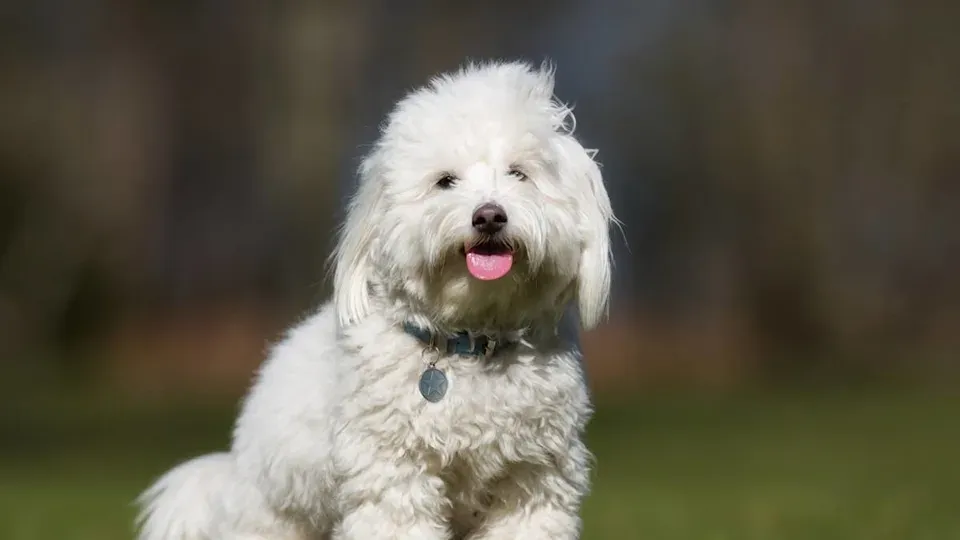 Emeklilikte Yoldaşlık Arayanlar İçin Uzmanların Önerdiği 6 Köpek Irkı