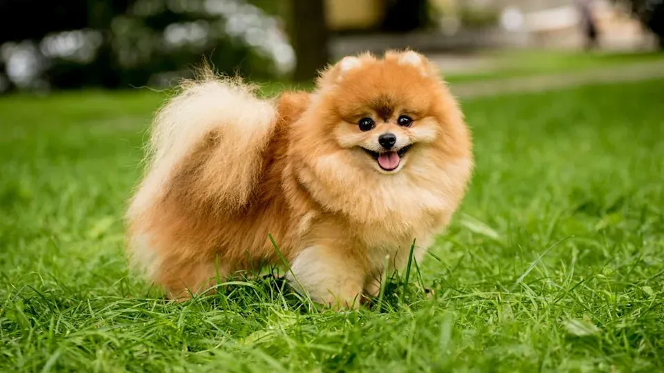 Emeklilikte Yoldaşlık Arayanlar İçin Uzmanların Önerdiği 6 Köpek Irkı