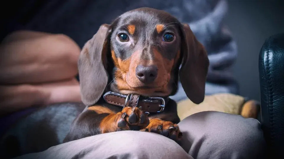 Emeklilikte Yoldaşlık Arayanlar İçin Uzmanların Önerdiği 6 Köpek Irkı