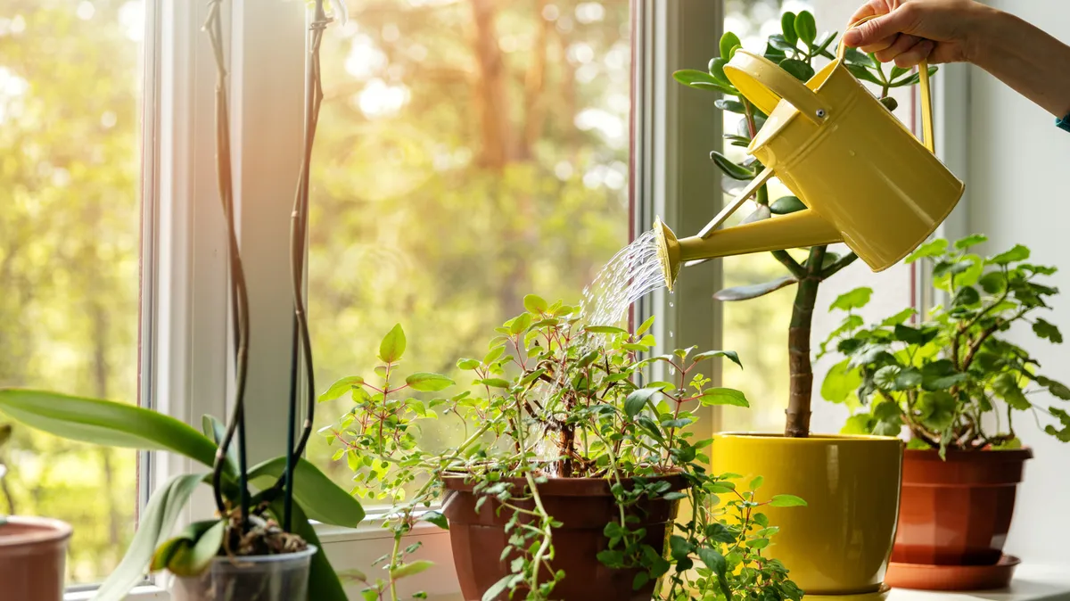 Recognizing Hydrophobic Soil: A Key Indicator for Repotting Houseplants