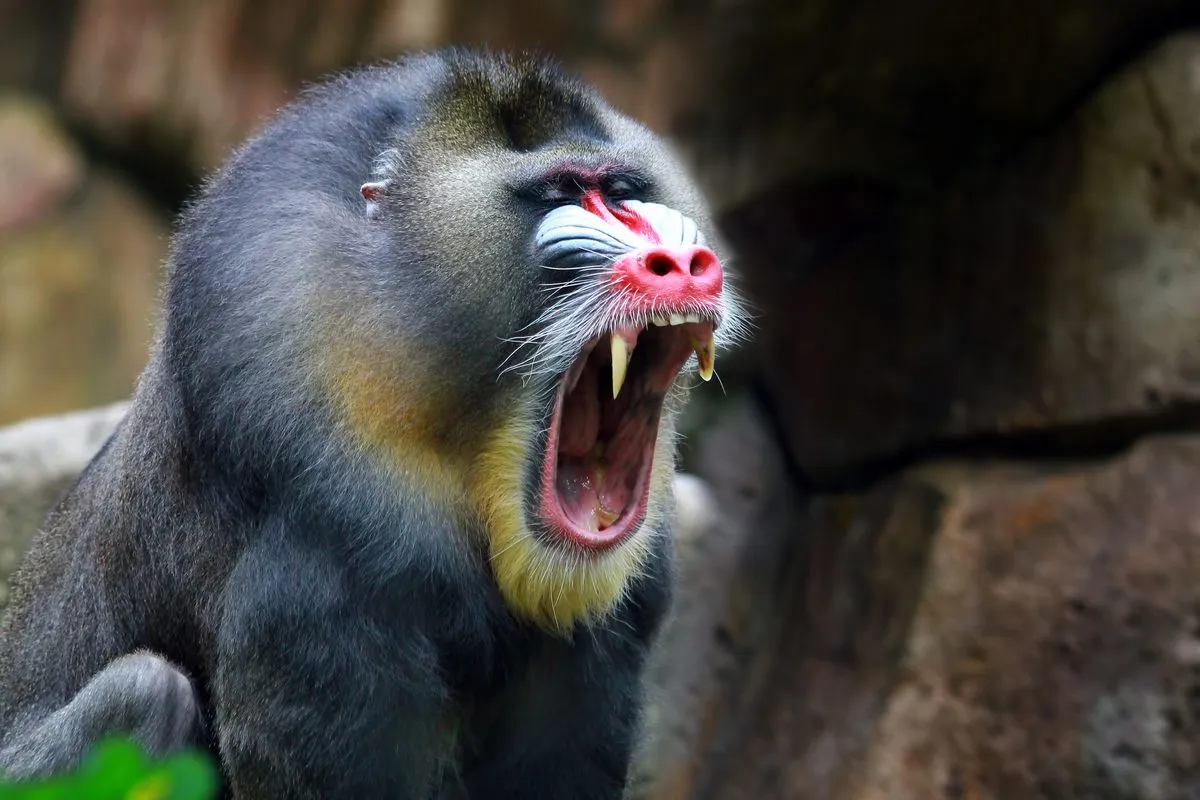 Beyond Strength: Unveiling the Planet's Most Formidable Primates