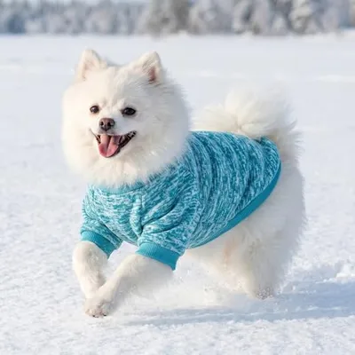 Thumbnail 4 of BAOBICUTE 3'lü Paket Köpek Kazakları Small M