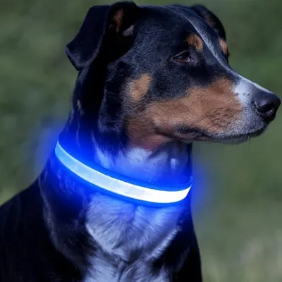 Thumbnail 5 of VIZPET LED Köpek Tasması Büyük Mavi