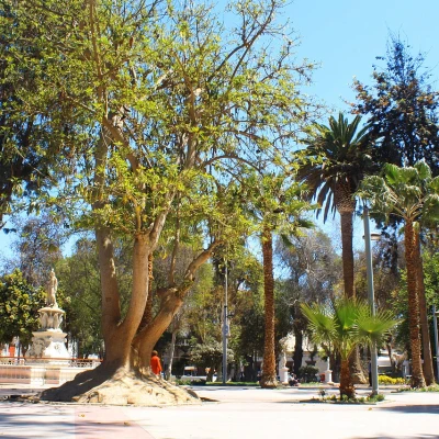 Copiapó