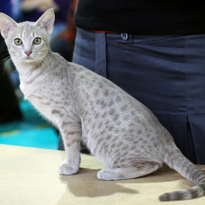 Ocicat