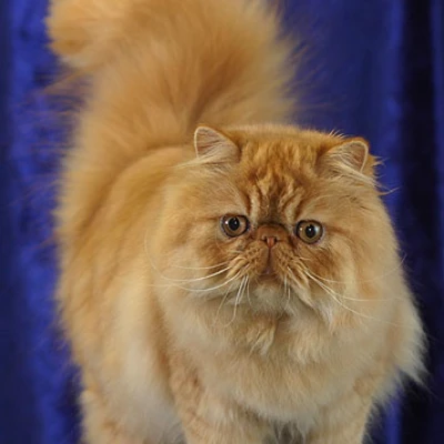 Persian Kedisi