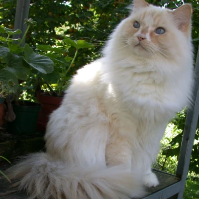 Ragamuffin