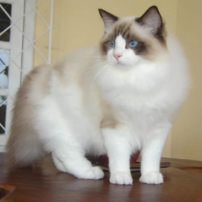 Ragdoll