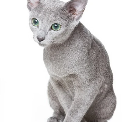 Rus Mavisi (Russian Blue)