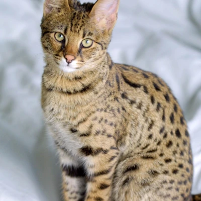 Savannah