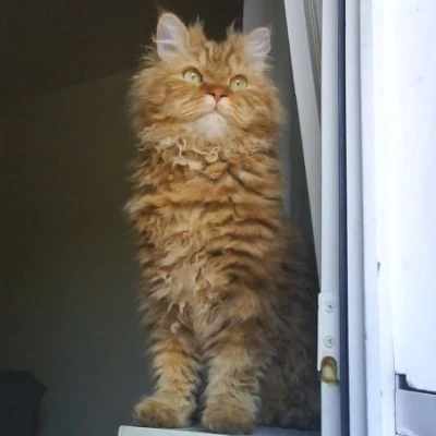 Selkirk Rex