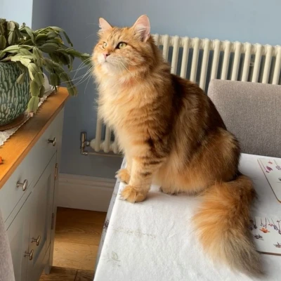 Siberian