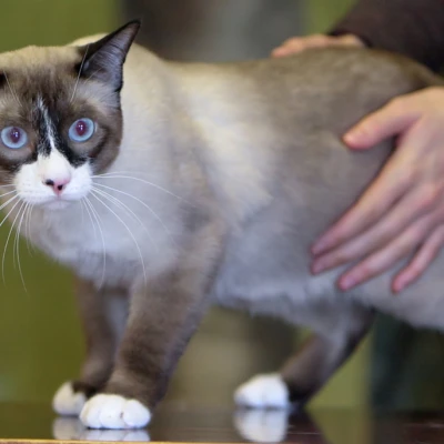 Snowshoe