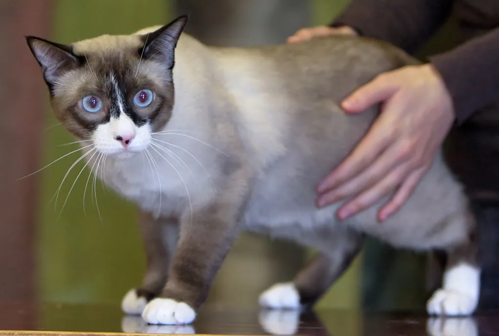Resim Snowshoe