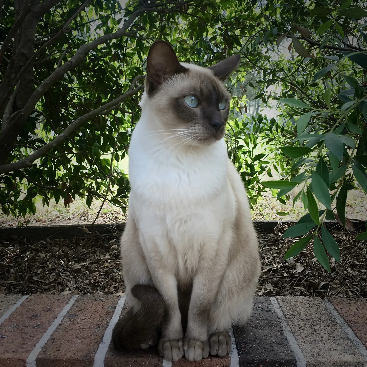Resim Tonkinese