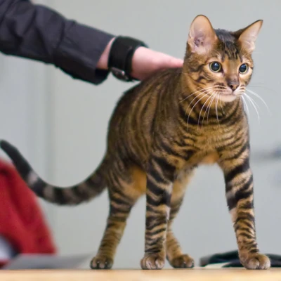 Toyger
