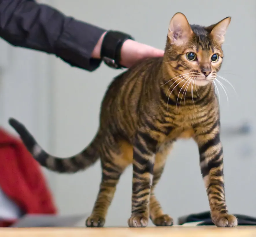 Resim Toyger
