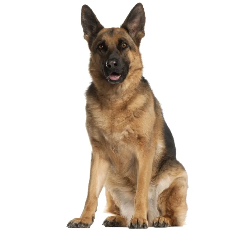 Alman Çoban Köpeği