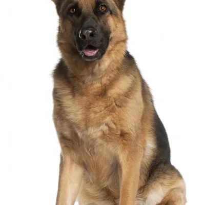 Alman Çoban Köpeği