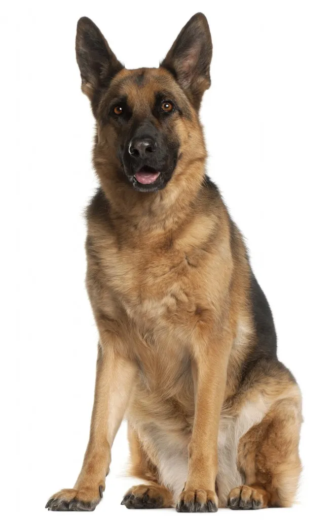 Resim Alman Çoban Köpeği